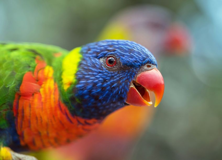 loriquet au zoo en martinique