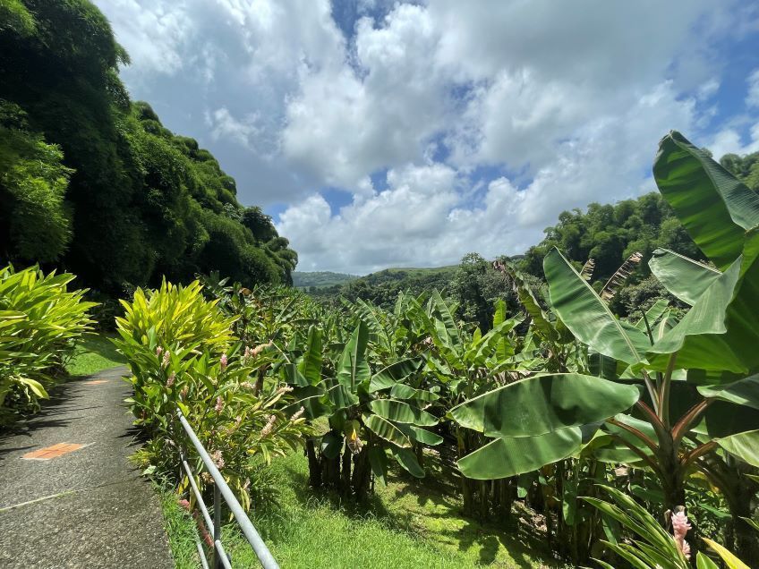 vue du musee de la banane martinique