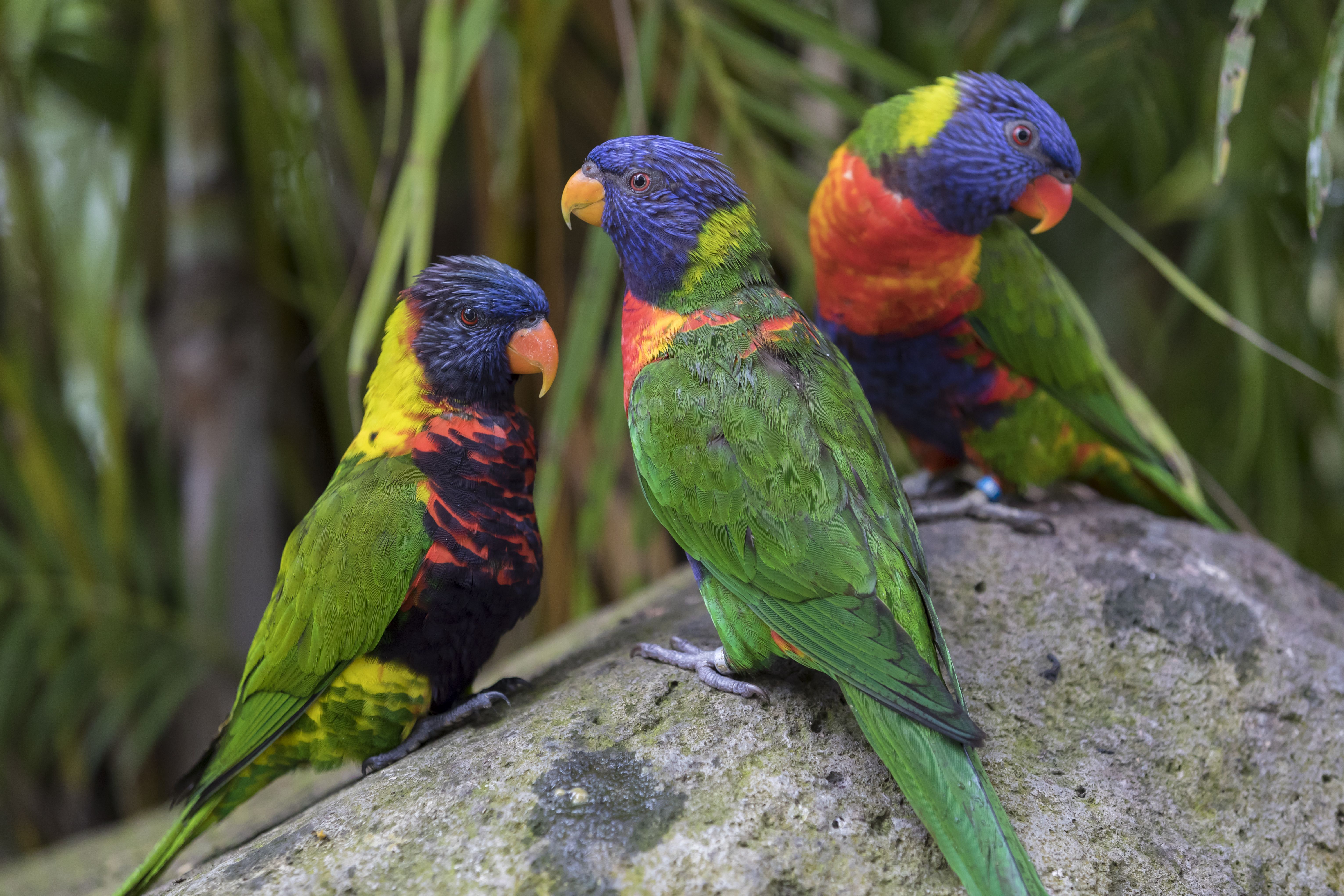 perroquets dans le jardin de balata en martinique