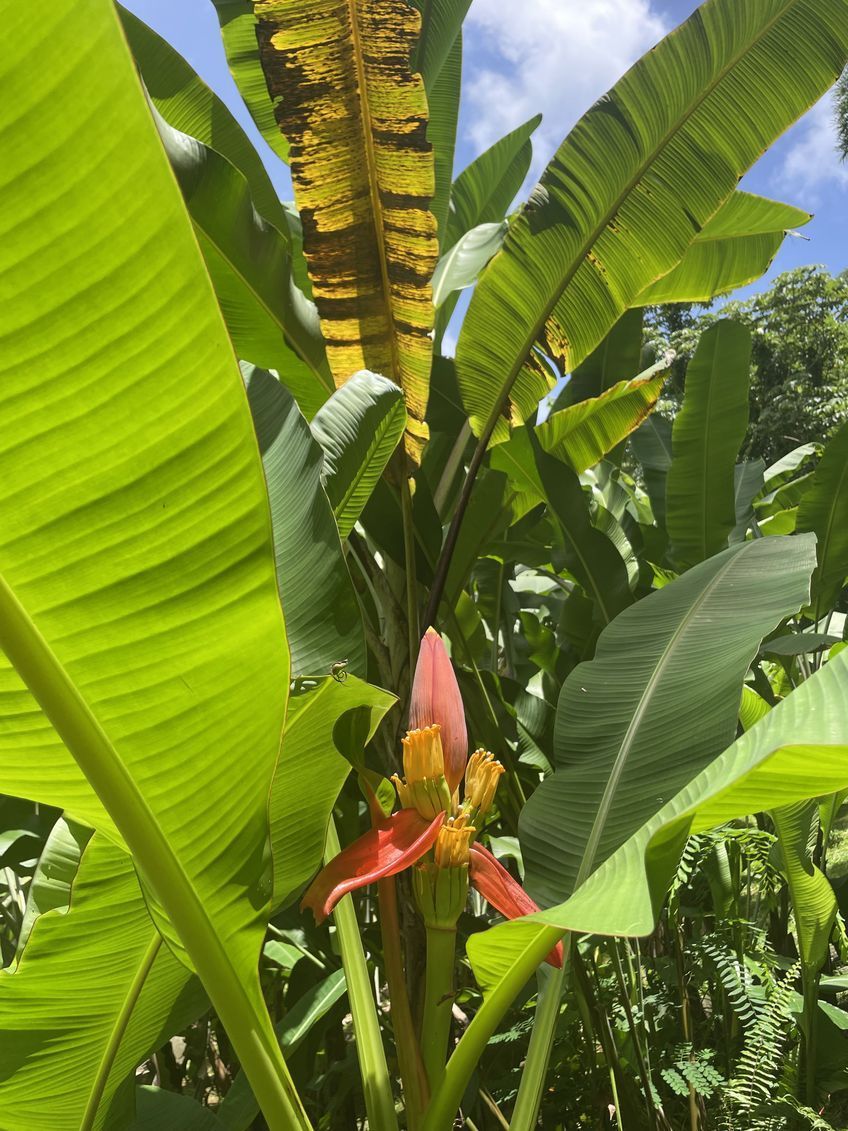 plant de banane martinique