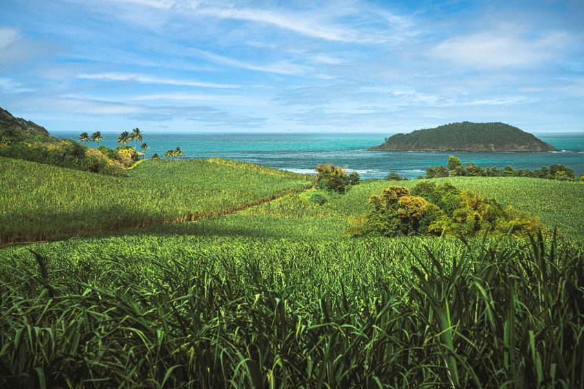 vue des plantations rhumerie saint james martinique