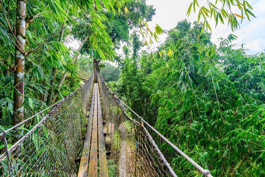 pont suspendu dans le jardin de balata en martinique