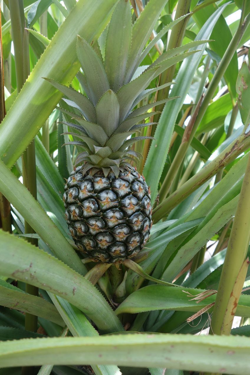 ananas dans le jardin de la savane des esclaves martinique