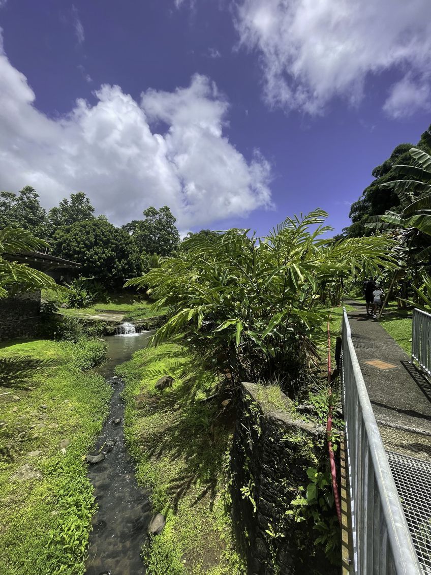 jardin du musee de la banane martinique