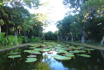 Bassin du Jardin de Pamplemousse  Maurice