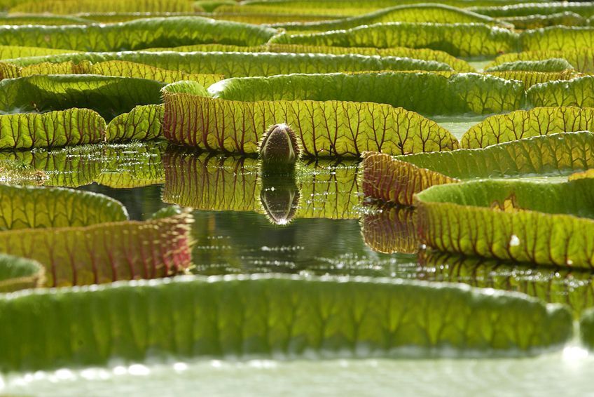 Jardin de Pamplemousse  Maurice