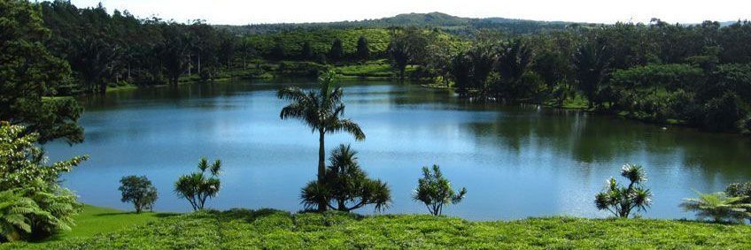 bois cheri sud ile maurice