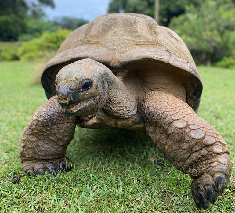 vallee de ferney tortue gante