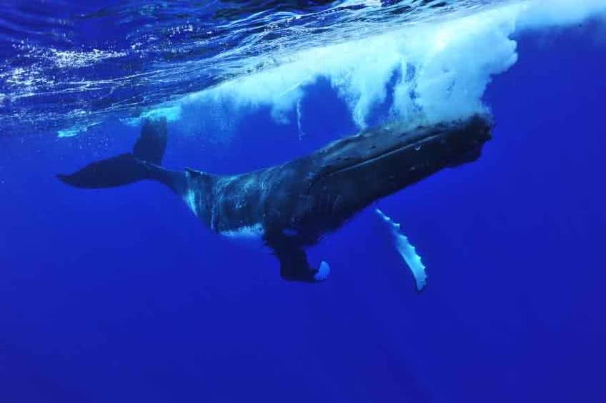 observer baleine polynesie
