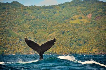 baleine republique dominicaine samana