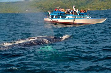 excursion baleine republique dominicaine