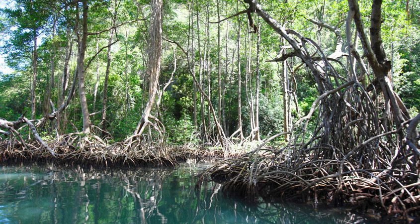 mangrove parc national Los Haitises  republique dominicaine