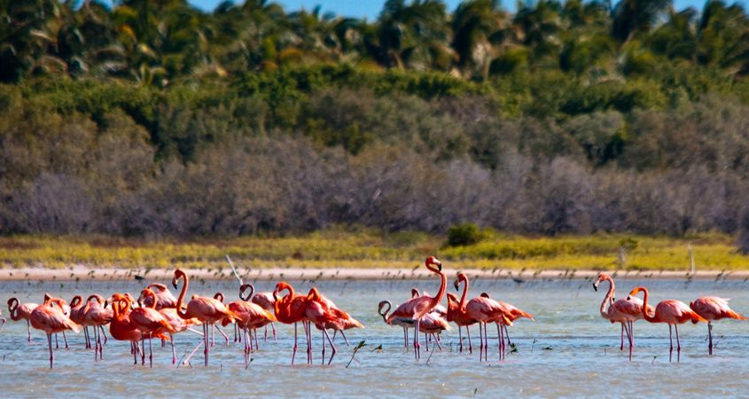 Parc National de Isla Cabritos