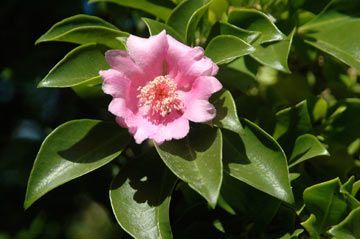 rose byahibe