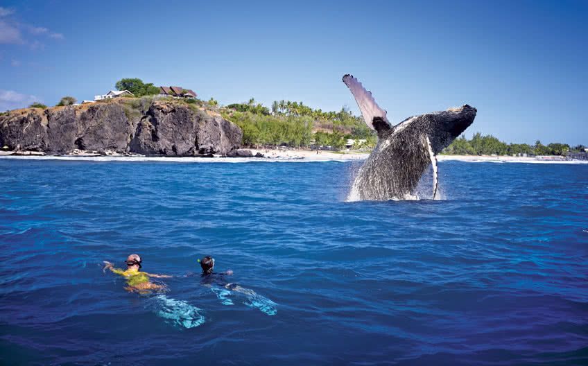 observation-baleine-snorkeling-reunion