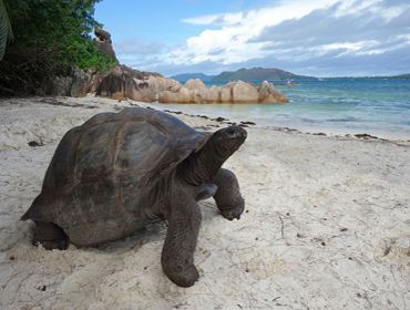 tortue aldabra sur l'île curieuse