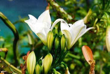 nature morne seychellois