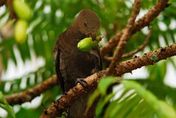 oiseaux morne seychellois