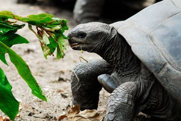 tortues geantes seychelles