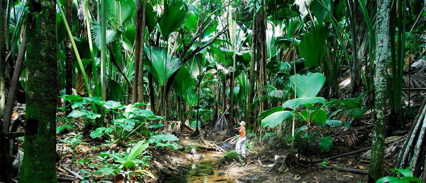 valle de mai  praslin seychelles