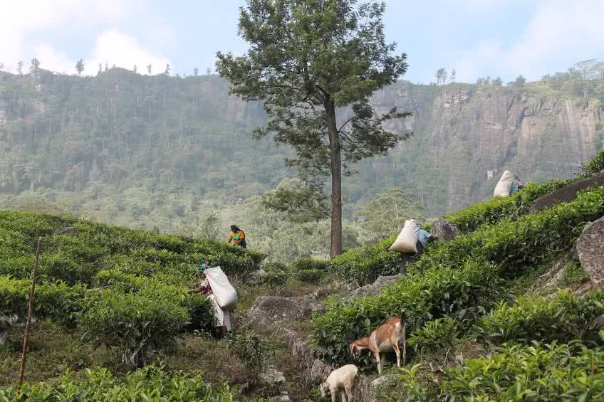 tout savoir sri lanka