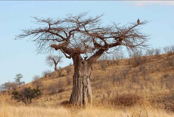  baobab parc national de Ruaha