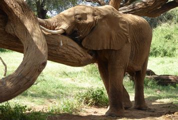 Réserve Selous éléphant