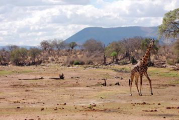 girafe parc national de Ruaha