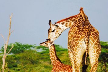 Girafes réserve Selous