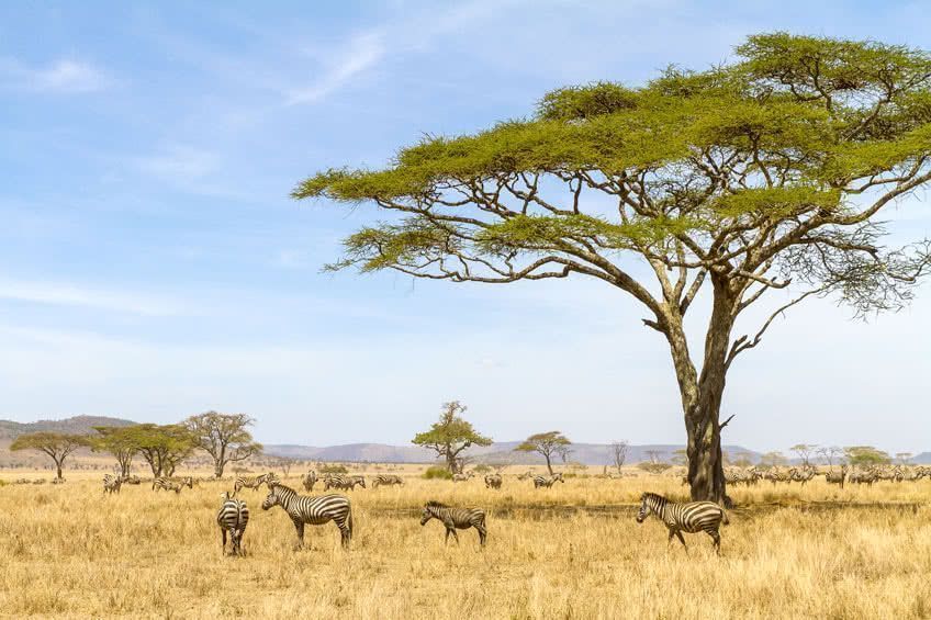 guide tanzanie