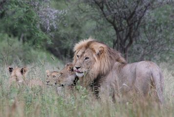 Lion  Tarangire