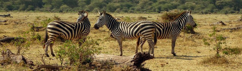 Le parc national du lac de Manyara