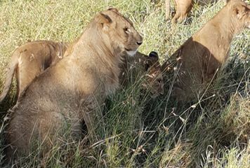 Serengeti Lions