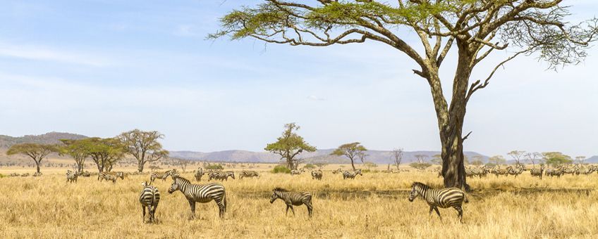 parc national du Serengeti 