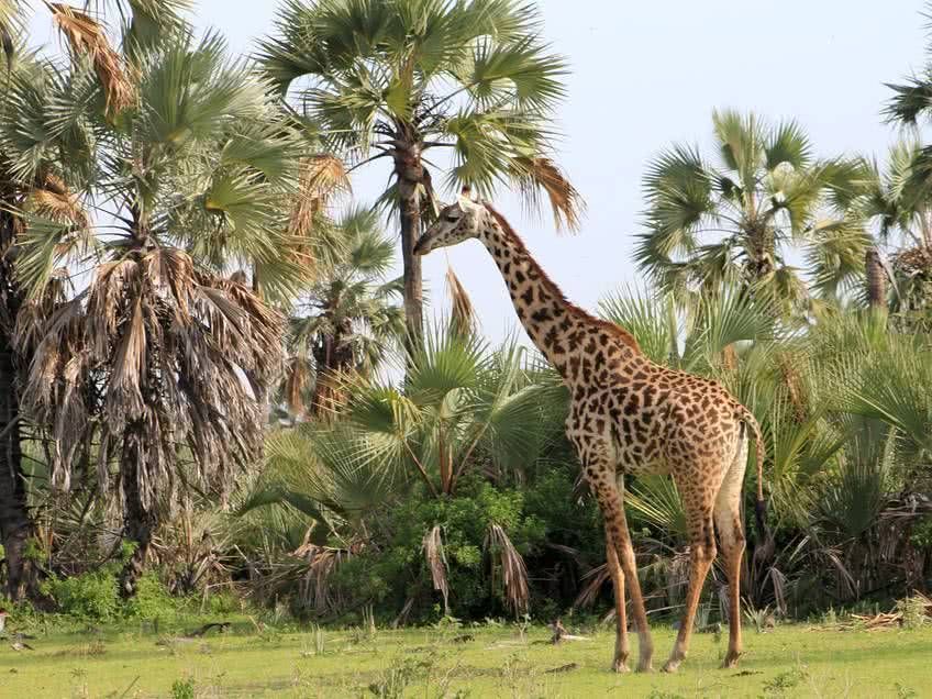 safari animaux tanzanie 