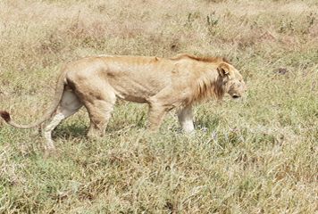 Safari Ngorongoro