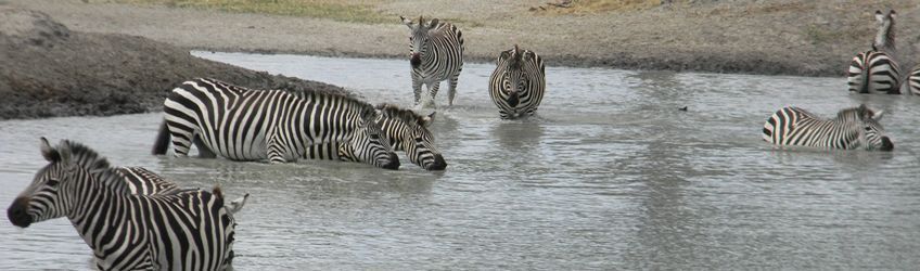 Le parc national du Tarangire