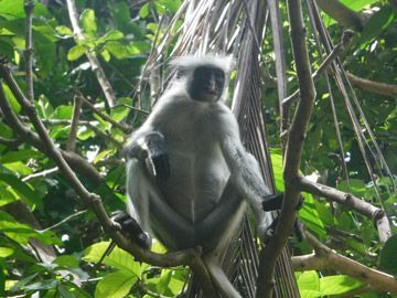 colobe rouge zanzibar