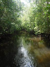 mangrove zanzibar