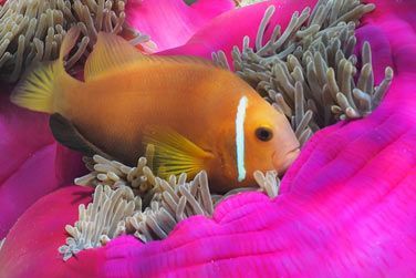 Poissons multicolores