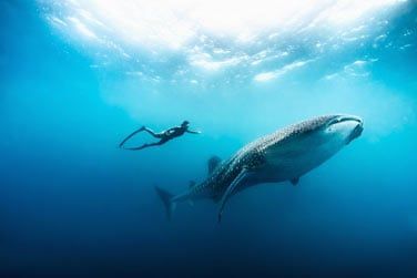 Vivez une exprience hors du commun en plongeant avec les requins baleines