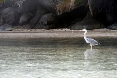 Une multitude d'oiseaux peuplent l'le