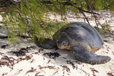 Tandis que St Pierre est un spot reconnu en snorkeling o vous croiserez peut-tre des tortues marines