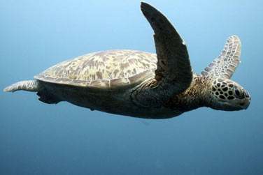 Vous apercevrez certainement ces silhouettes si caractristiques