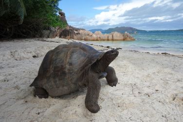 photo Combin 2 les - A prix doux Seychelles