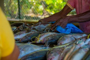 Vous pourrez galement y trouver du poisson frais !