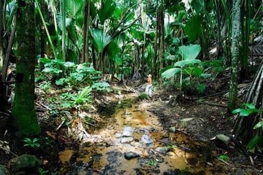 Site class par l'Unesco, vous pourrez y observer les clbres Coco-Fesses ainsi que toutes sortes de palmiers