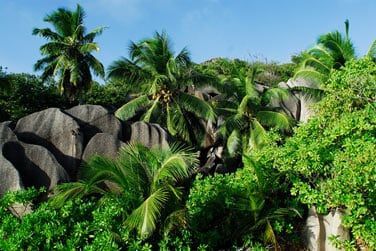 Une vgtation tropicale