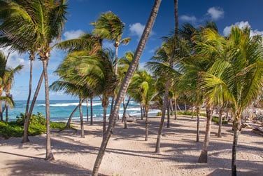 Farniente  l'ombre des cocotiers...