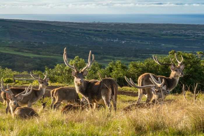 photo combin runion / maurice - nature & prestige